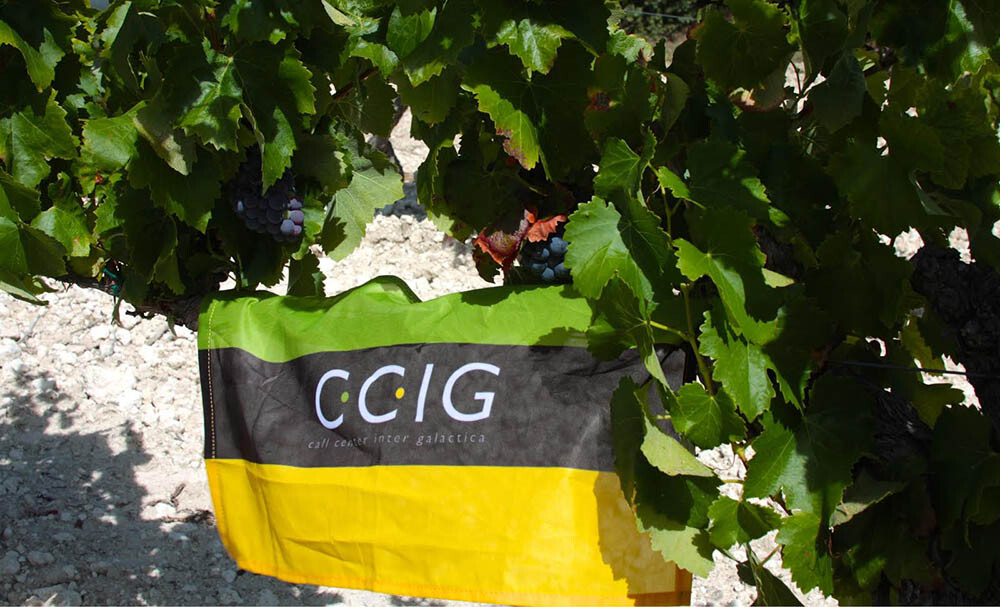 Akcja Flaga CCIG 2014 - Ewelina Janusz-Patyk - winogrona