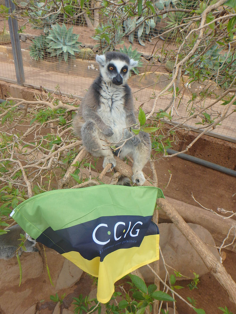Akcja Flaga 2016 CCIG - Koala